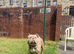 American pocket bully