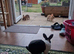 1 male 1 female mini rex (Maidstone)