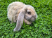 Blue harli giant french lop boys