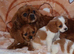 Beautiful Cavalier King Charles