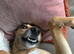 Beautiful Lurcher lawson is looking for his home