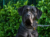 The best Puppiesin the UK