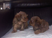 Imperial shih tzu puppies