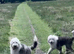 Old English sheepdog puppies due September!