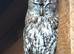 2 x Tawny Owls for Sale