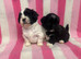 Lhasa Apso Puppies