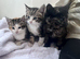Domestic short hairs 10 weeks old kittens- 1 boy 2 girls