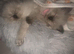 Little Kitten