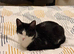 British short haired missed cat