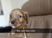 Kc cocker spaniel puppies
