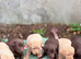 Chocolate/Yellow Lab puppies