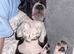 Mixed breed spaniel cross American bull