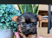 Miniture yorkshire terrier