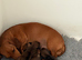 Quality KC Registered Miniature Dachshund puppies