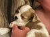 Puppy