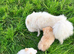 Pomeranian.. 1 male puppy left