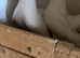Full White indian fantail pair