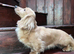 PROVEN MINIATURE PRA CLEAR KC CREAM LONG HAIRED DACHSHUND