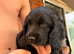 Cocker puppies ready on 12th August