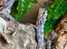 Indonesian Frilled Dragons at Birmingham Reptiles