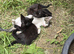 Healthy, loving, playful kittens for sale