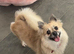Gorgeous female Pomchi
