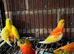 Stunning baby red rumpd parrot