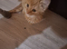 Lovely Kittens