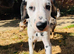 10 week old male Dalmation puppy