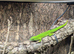 1 male and 3 female group of giant day geckos