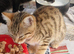Beautiful brown striped domestic shorthaired farm kitten, ready to go
