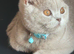 Beautiful male British shorthair