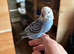 3 young budgies