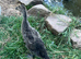 Runner ducklings