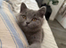 Two Bsh little girls one grey one grey/cream