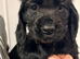 6 beautiful cocker spaniel