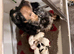 Cocker spaniel puppies ready I'm 2 weeks