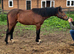 Irish Draught Yearling Gelding