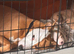 2nd gen bull greyhound pups