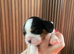 KC beautiful cavalier, King Charles spaniels