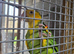 2 pairs or yellow headed amazons