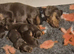 Long haired dachshunds