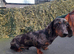 Miniture silver dapple dachshund stud