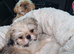 For Sale a Pugzu
