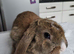 Beautiful Mini lop looking good a home