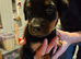 Rottweiler puppies