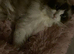 2 year old pure ragdoll female