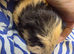 FEMALE GUINEA PIG