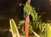 Male crested gecko