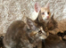Maine Coon Kittens Ready Now